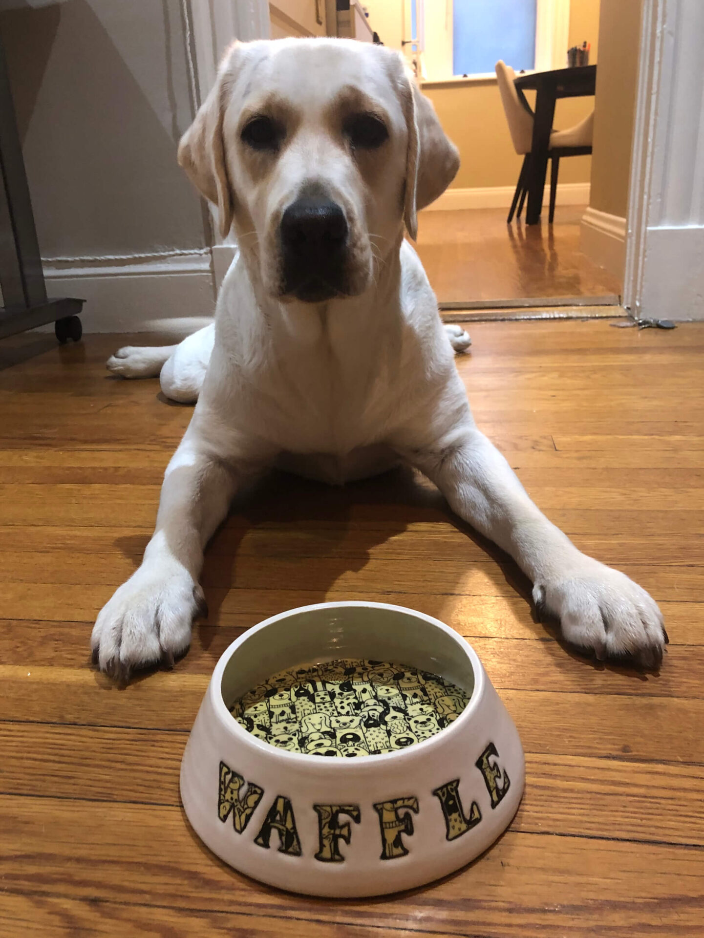 A white color dog sitting on the floor with its food bowl