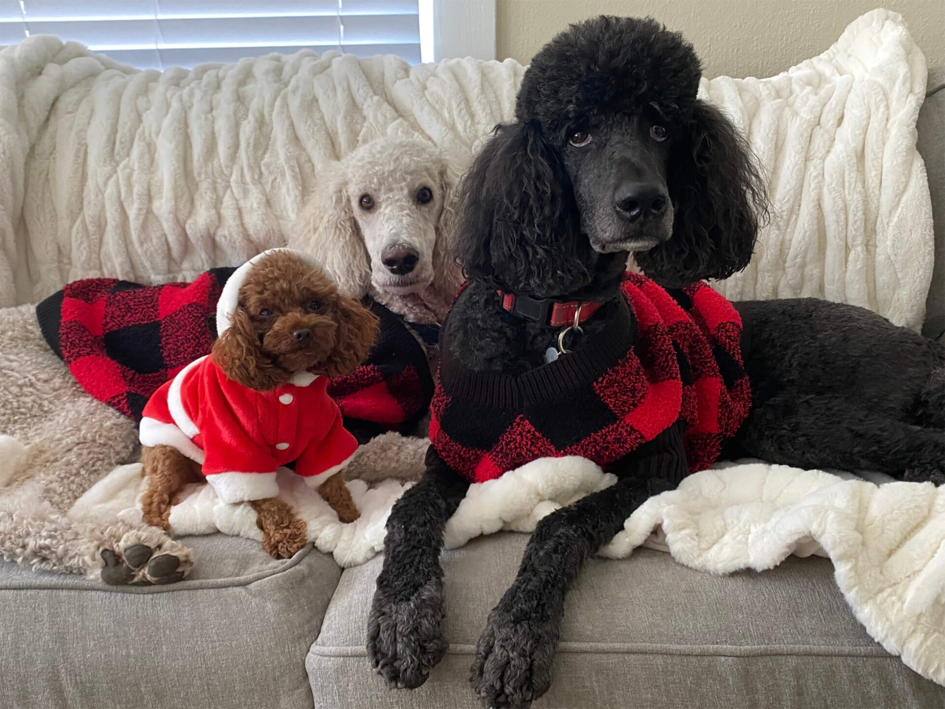 Three dogs in red color dress sitting on the couch
