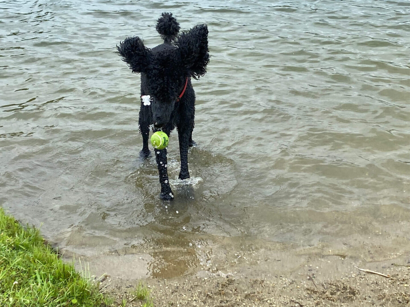 A black color dog holding the ball in its mouth